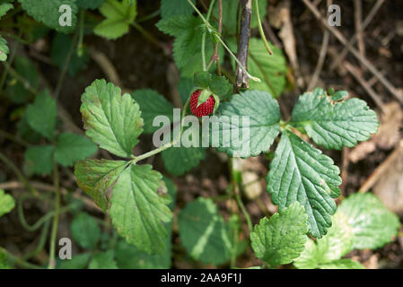 Rote Früchte und Blüten von Duchesnea indica Pflanzen Stockfoto