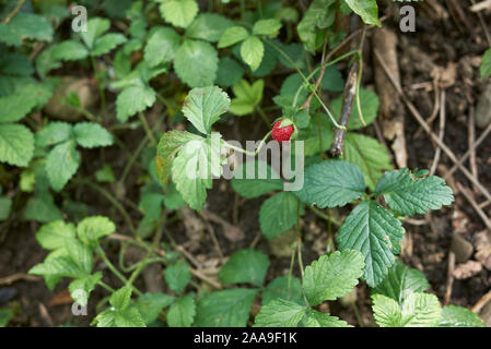 Rote Früchte und Blüten von Duchesnea indica Pflanzen Stockfoto