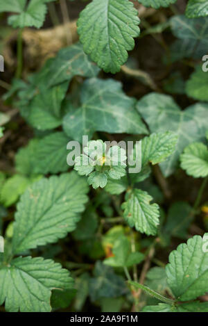 Rote Früchte und Blüten von Duchesnea indica Pflanzen Stockfoto