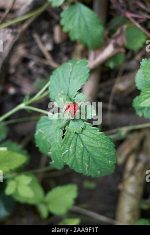Rote Früchte und Blüten von Duchesnea indica Pflanzen Stockfoto