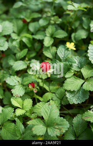 Rote Früchte und Blüten von Duchesnea indica Pflanzen Stockfoto