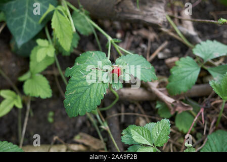 Rote Früchte und Blüten von Duchesnea indica Pflanzen Stockfoto