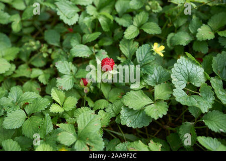 Rote Früchte und Blüten von Duchesnea indica Pflanzen Stockfoto