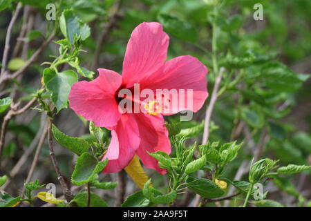 Ein Rosa Hibiskus Blume