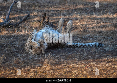Cheetah entspannen unter Akazien Botswana Stockfoto