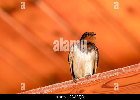 Close up Portrait von Vogel unter Pastellfarben Holzdach schlucken, Low Angle View, Frühling. In der Nähe von Butrint, Albanien Stockfoto