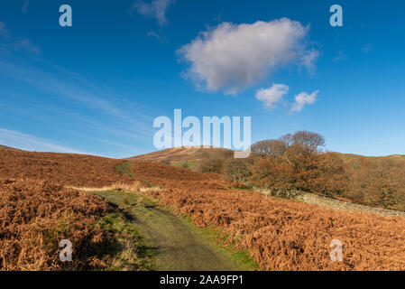 Spur Kentmere Sallows in Cumbria Stockfoto