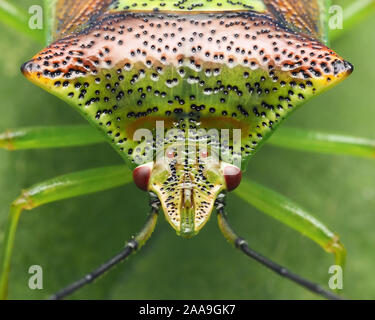 Nahaufnahme der frontalen Ansicht einer Hawthorn Shieldbug (Acanthosoma haemorrhoidale) in Ruhe auf das Blatt. Tipperary, Irland Stockfoto