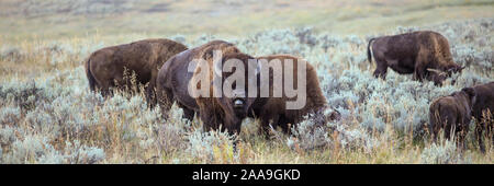 Wilde Büffel Herde mit der männliche Stier in Yellowstone National Park Panorama Stockfoto