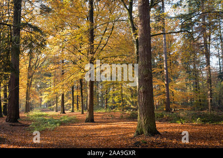 Rasen mit Eichen und Buchen und farbige Blätter im Herbst, Immobilien "Herbertusbossen" in den Niederlanden Stockfoto