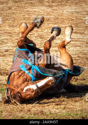 Juckreiz Stockfoto