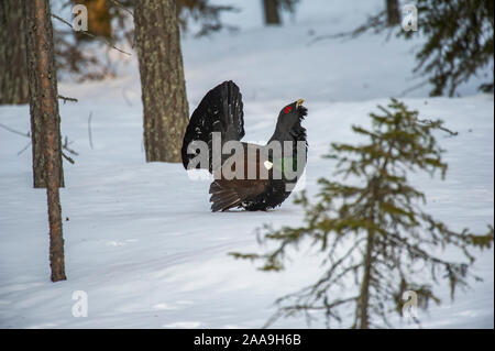 Auerhahn - männliche Anzeigen in den verschneiten Wäldern von Kuusamo im Winter, Kuusamo, Finnland Stockfoto