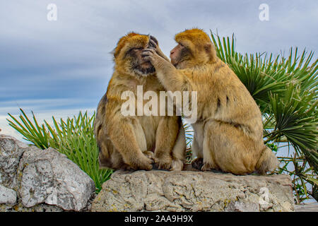 Eine weibliche Barbary Ape in ernste Studie Pflege das Gesicht einer männlichen Gibraltar Barbary Ape Stockfoto