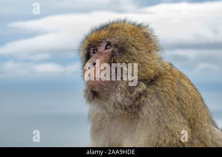 Eine Nahaufnahme Seite Portrail eine ernsthafte Suche nach Gibraltar Barbary Ape Stockfoto
