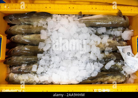 Fische landeten in Lerwick Shetland Schottland von schottischer Fischereiflotte Stockfoto