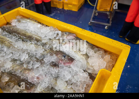 Fische landeten in Lerwick Shetland Schottland von schottischer Fischereiflotte Stockfoto