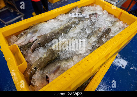 Fische landeten in Lerwick Shetland Schottland von schottischer Fischereiflotte Stockfoto