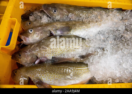 Fische landeten in Lerwick Shetland Schottland von schottischer Fischereiflotte Stockfoto