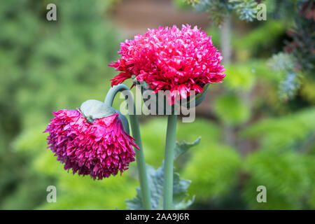 Gefüllt blühenden Mohn (Papaver somniferum) in einem städtischen Garten Stockfoto