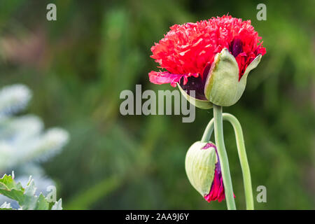 Detaillierte Ansicht des gefüllt blühenden Mohn (Papaver somniferum) in einem botanischen Garten Stockfoto