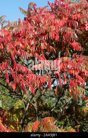 Die Rhus typhina Ausstrahlung inrus'. Staghorn sumac oder Hirschhorn sumach Pflanze im Herbst Stockfoto