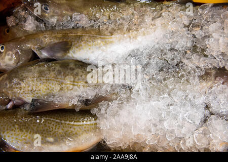 Fische landeten in Lerwick Shetland Schottland von schottischer Fischereiflotte Stockfoto