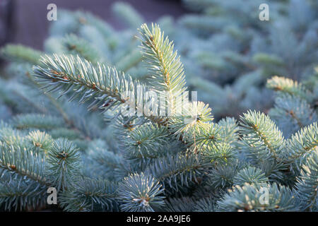 Schöne Blau Silber farbigen Colorado Fichte (Picea pungens 'hastata ') im Abendlicht Stockfoto