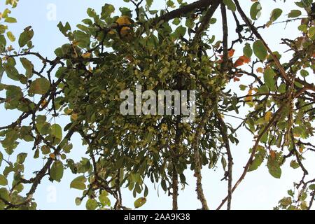 Das Bild zeigt eine Mistel auf einem Baum Stockfoto