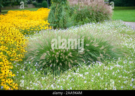 (Lampenputzergras Pennisetum alopecuroides 'Hameln'), Sonnenhut (Rudbeckia fulgida 'Goldsturm') Stockfoto