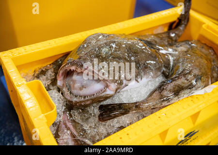 Fische landeten in Lerwick Shetland Schottland von schottischer Fischereiflotte Stockfoto