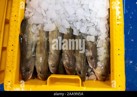 Fische landeten in Lerwick Shetland Schottland von schottischer Fischereiflotte Stockfoto