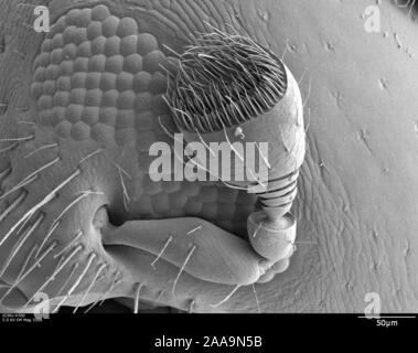 Eine rasterelektronenmikroskopische Aufnahme eines redbay Ambrosia Käfer Antenne. Stockfoto