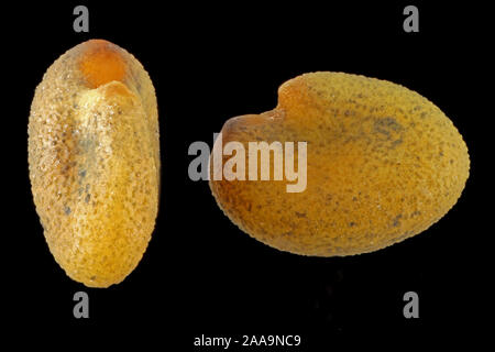 Trigonella caerulea, Schabziegerklee, Schabzigerklee, Samen, Nahaufnahme, Korngröße 2 mm Stockfoto