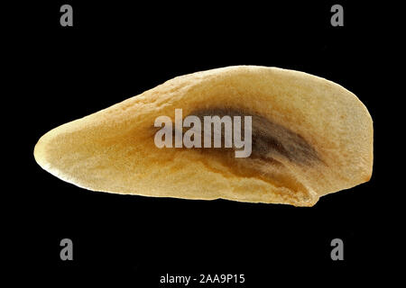 Veratrum album, Weißer Germer, Weisser Germer, Samen, Nahaufnahme, Korngröße 5-7 mm Stockfoto