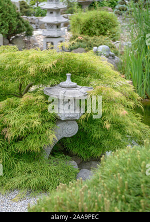Japanischer Garten, Grüner Schlitz-Ahorn (Acer palmatum 'Dissectum') Stockfoto