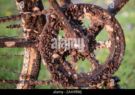 19 November 2019, Hessen, Frankfurt/Main: Das Kettenblatt eines völlig verrosteten Fahrrad, die aus dem Main geborgen wurde ist mit Muscheln bedeckt. Foto: Andreas Arnold/dpa Stockfoto