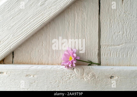 In der Nähe von weißen Holzmöbeln rustikal Element und lila Aster Stockfoto