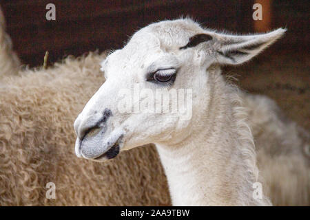 Ein Lama, Lama glama, ist eine Pflanzenart aus der Gattung der Camel. Es ist in den südamerikanischen Anden und ein guanako - pet-Form abgeleitet verteilt Stockfoto