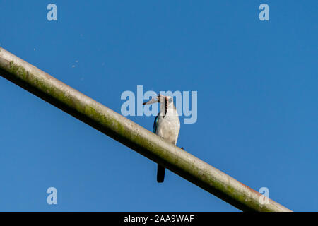 Woodland Kingfisher (Halcyon senegalensis) auf ein Metallstift mit Tiger Moth Beute in Entebbe, Uganda gehockt Stockfoto