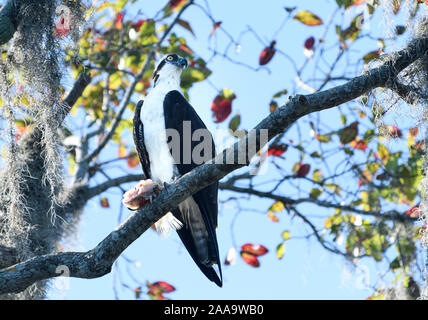 Osprey zu Mittag essen, sitzen auf dem Baum essen ein Fisch, dass er gefangen Stockfoto