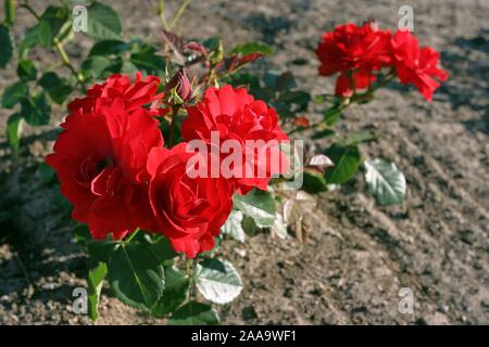 Rot blühenden Rosen im Garten oder Park. Stockfoto