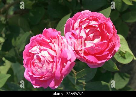 Zwei grosse rosa blühenden Rosen im Garten Stockfoto