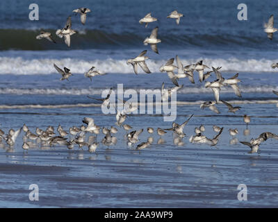 Knoten Caldris canutus Fütterung auf Seashore Titchwell Norfolk Stockfoto