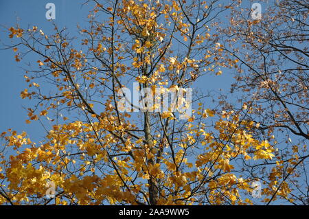Autumn Tree Tops am Himmel Hintergrund. Bäume im Herbst Himmel sehen. Autumn Tree Tops im Herbst Wald Szene Stockfoto