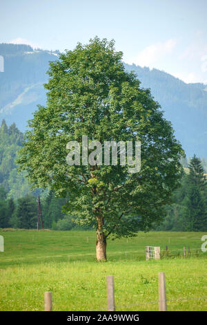 Berg-Ahorn (Acer pseudoplatanus) Stockfoto