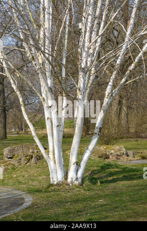 Weißrindige Himalaya-Birke (Betula utilis 'Doorenbos') Stockfoto
