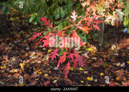 Bunte Blätter im Herbst der Stift Eiche oder Sumpf Spanische Eiche (Quercus palustris) in einem bewaldeten Garten Stockfoto