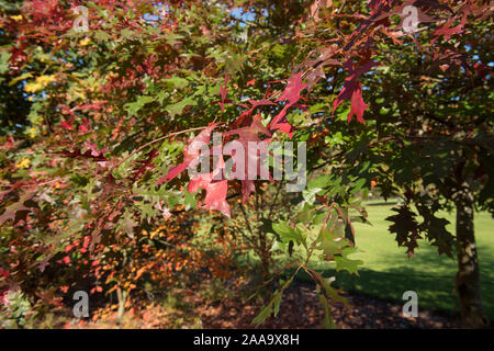 Bunte Blätter im Herbst der Stift Eiche oder Sumpf Spanische Eiche (Quercus palustris) in einem bewaldeten Garten Stockfoto