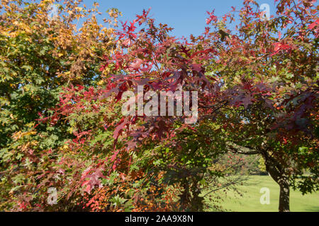Bunte Blätter im Herbst der Stift Eiche oder Sumpf Spanische Eiche (Quercus palustris) in einem bewaldeten Garten Stockfoto