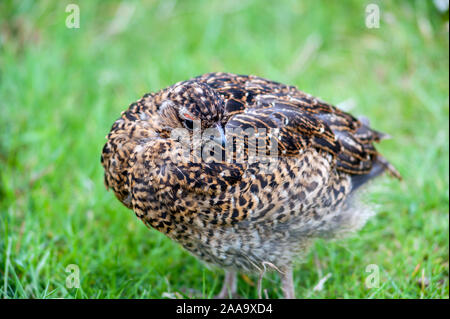 Juvenile Moorschneehuhn (Lagopus lagopus scotica) stehen im Unterholz unter Gras. Stockfoto